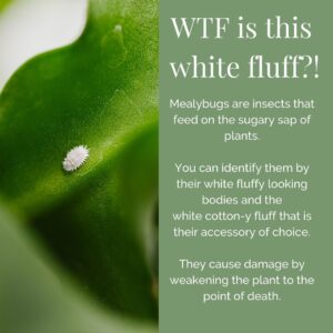 How to get rid of mealybugs 