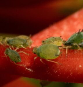 What are aphids 