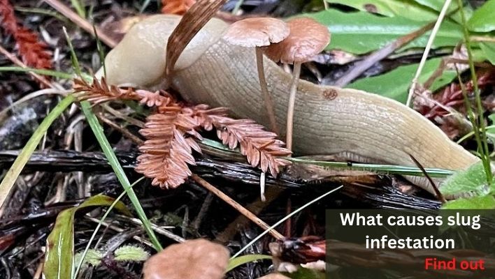 What causes slug infestation