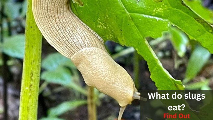 Find out what slugs eat