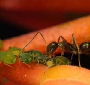 Why do ants protect aphids?