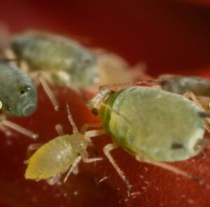 Aphids life cycle 