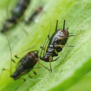 are aphids harmful to humans