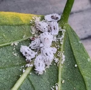 get rid of mealybugs on plants 