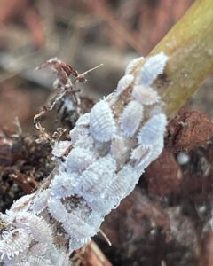 how to get rid of mealybugs 