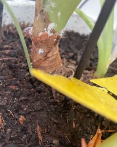 Signs of mealybugs on orchids
