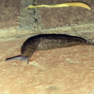 How to stop slugs climbing up walls