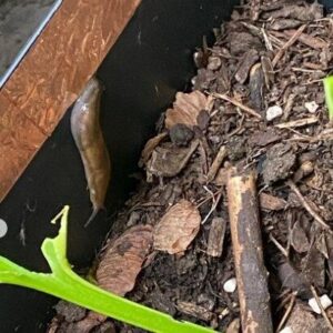 How to stop slugs from climbing up pots