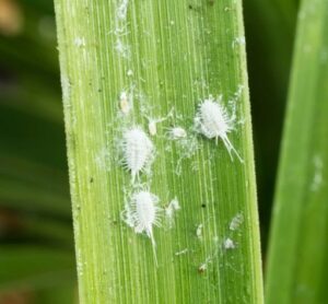 can mealybugs kill plants