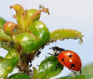 Are aphids harmful to plants
