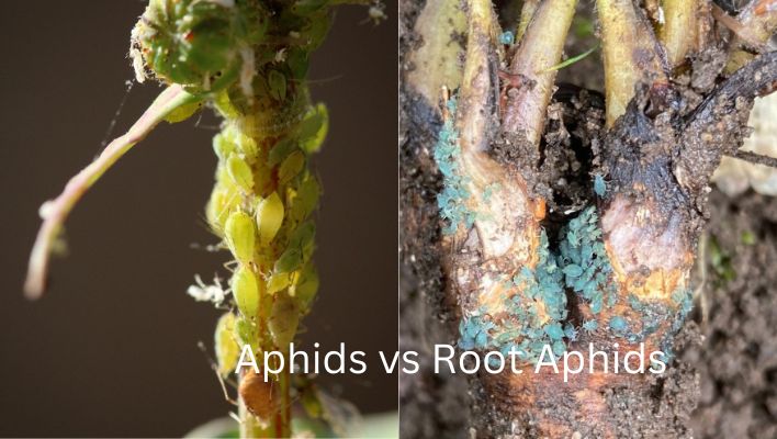 root aphids vs aphids