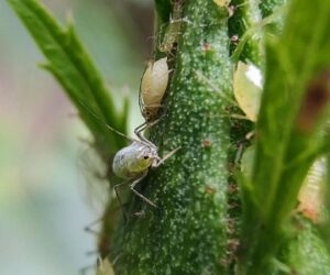 Are aphids harmful to plants