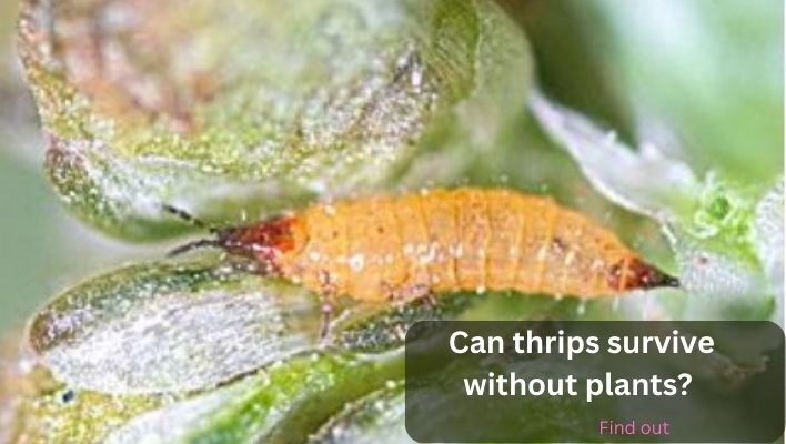 Can thrips survive without plants