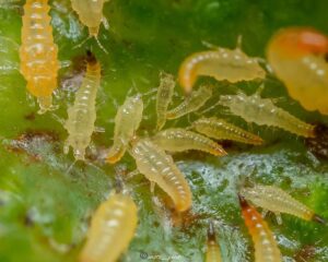 How to get rid of thrips on houseplants