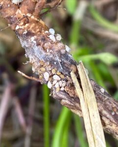 rice root aphid control