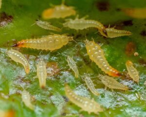 Thrips survival without plants