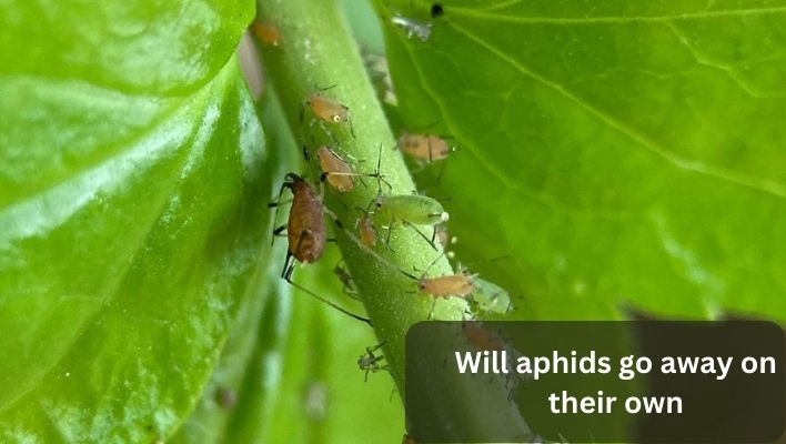 Will aphids go away on their own