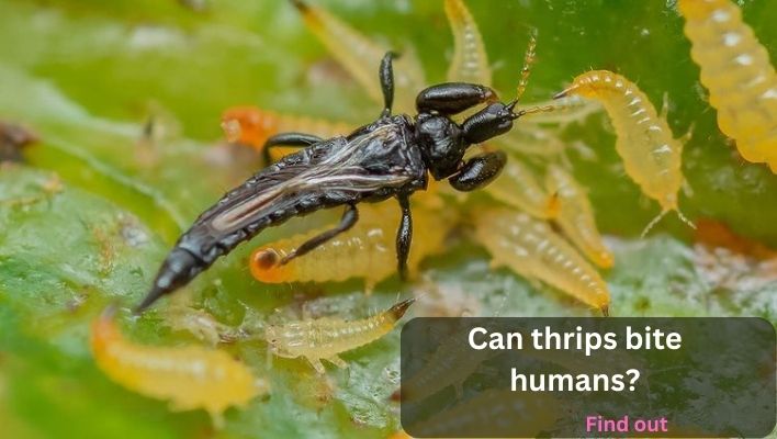 can thrips bite humans