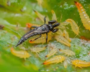 Do thrips fly 