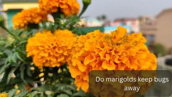 do marigolds keep bugs away