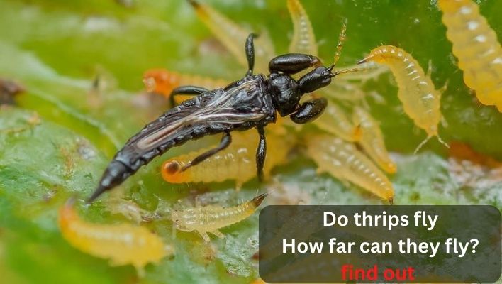 can thrips fly