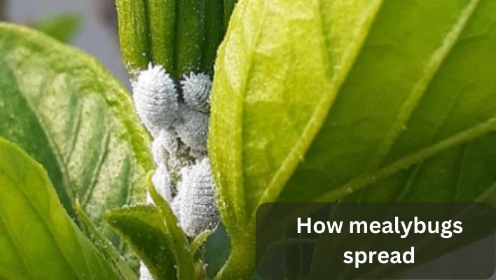 how do mealybugs spread