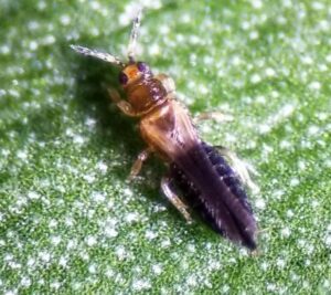 can thrips fly 