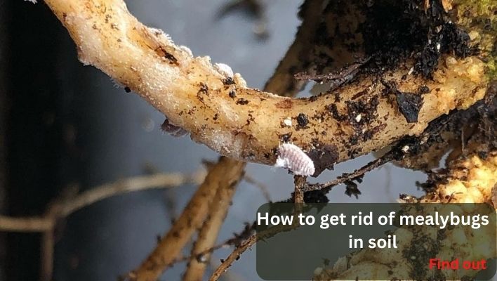 how to get rid of mealybugs in soil