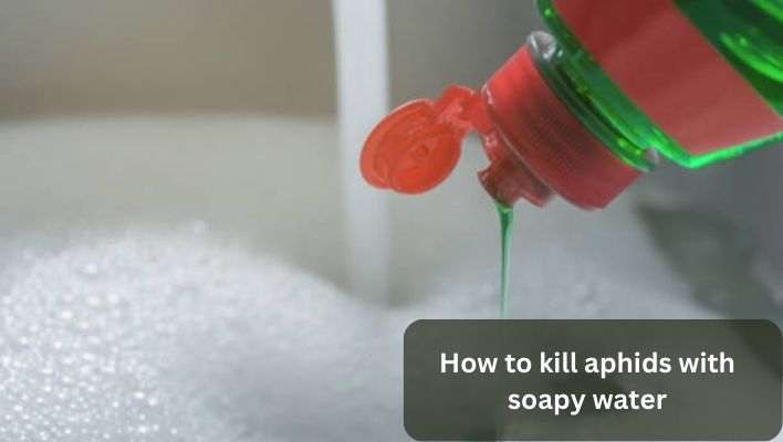 how to kill aphids with soapy water