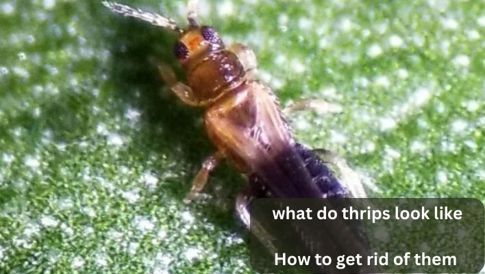 what do thrips look like