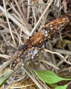 Rice root aphid identification