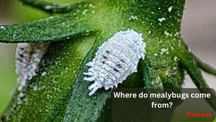 where do mealybugs come from