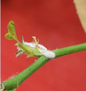where mealybugs come from