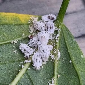 About mealybugs 