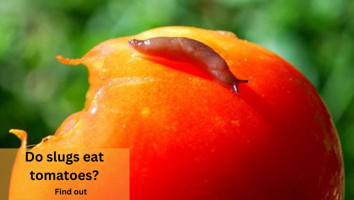 Do slugs eat tomatoes