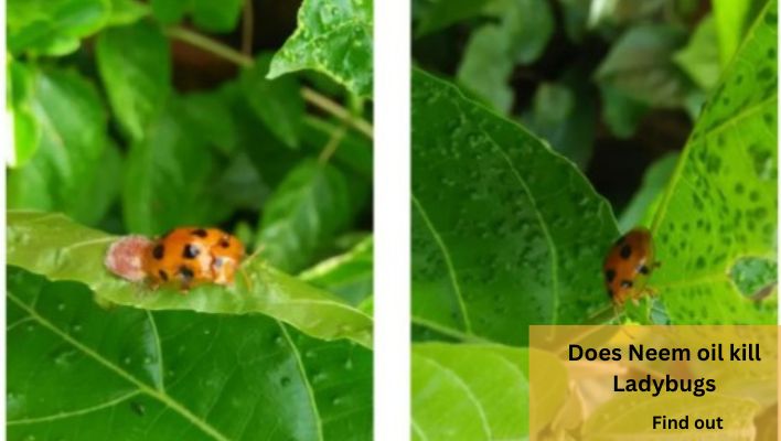 Does Neem oil kill Ladybugs