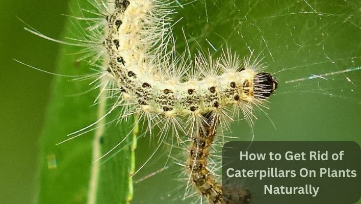 How to Get Rid of Caterpillars On Plants Naturally