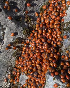 Where Can You Find Ladybugs