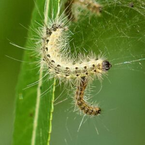 About caterpillars 
