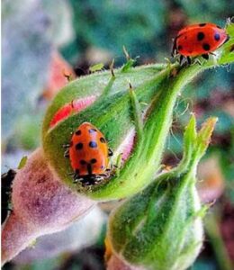 about ladybugs 