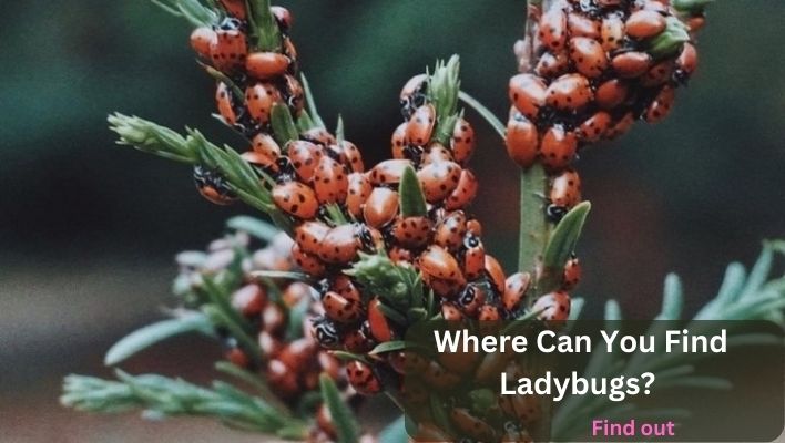 Where Can You Find Ladybugs