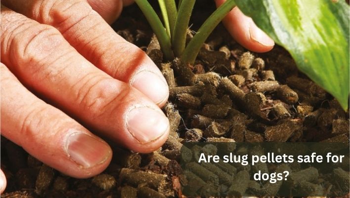 are slug pellets safe for dogs