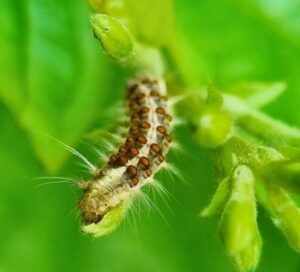 How to get rid of itchy caterpillars