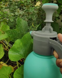 Spraying plants to kill pests 