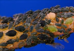 About Aphids - what kills aphids but not the plant