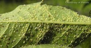 crepe-myrtle-aphids