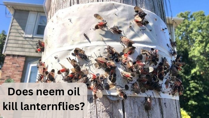 does neem oil kill lanternflies