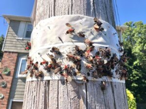How to get rid of lanternflies on trees