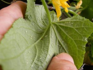 How to get rid of whiteflies on hibiscus