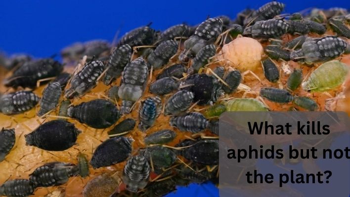 what kills aphids but not the plant